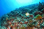 Chaetodon xanthocephalus Ambiance-Maldives Dhidhoo beyru-22m-20240425-da-DSC_6869_tn